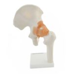 Hip joint model with ligaments 130491