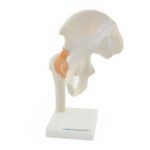 Hip joint model with ligaments 130491